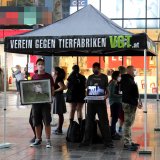 Schweine: „Animals' Voice“-Aktion und seit 4 Wochen VGT-Proteste vor Landwirtschaftsministerium