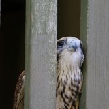 Greifvogel-Shows – Quälerei auf Kosten der Tiere
