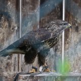 VGT zeigt Greifvogelzuchtstation Hagenbachklamm an