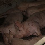 VGT deckt auf: Konsument_innen durch „Berger-Schinken“ getäuscht – jetzt Demos