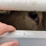 Tiertransporte: FAQ