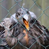Erneut Anzeige gegen Aigner‘s Falknerei