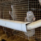 Niederländisches Parlament hat heute sofortige Schließung aller 128 Pelzfarmen beschlossen