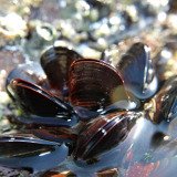 Muscheln