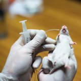 VGT zu geplanter Reform des Tierversuchsgesetzes: verpasste Chance, wenig Inhalt