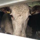 Tiertransporte nach Zentralasien – VGT fordert Untersuchungsausschuss