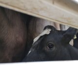 Historisches Ereignis: Tierschutzgipfel im Ministerium