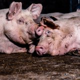 Einladung zur Medienaktion: Landwirtschaftsministerin Köstinger auf Vollspaltenboden