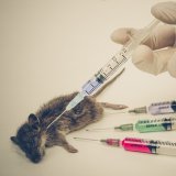 Aktuelle Statistik zeigt: Und schon wieder mehr Tierversuche in Österreich!
