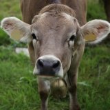 Der Tierschutz und die Alm