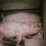 VGT stellt AMA-Werbung richtig: Vollspaltenboden beeinträchtigt Tierwohl massiv!