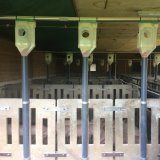 Einladung: Erneuter VGT- und RespekTiere-Protest gegen Schweinehaltung im Salzburger Flachgau