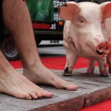 Einladung: 24 Stunden auf Vollspaltenboden aus Beton
