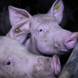 Vollspaltenprotest am Wr. Ballhausplatz bei Köstinger-Pressekonferenz zur Gastronomie