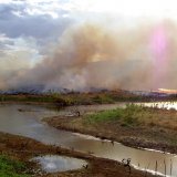 Der Fleischkonsum frisst den Amazonas-Regenwald auf