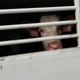 Kälbertransporte: Handelsriese steigt aus – Vorarlberg Milch in der Verantwortung