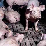 Köstinger im Interview: „Methoden des VGT […] oft an der Grenze zum Kriminellen“