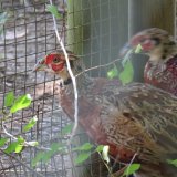 Burgenland: VGT-Anzeige gegen Fasanhaltung zur Jagd bei Mensdorff-Pouilly