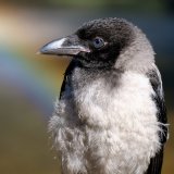 Vogel gefunden – was tun?
