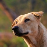 Merkblatt Hunde, Leine, Wald und Jäger_in