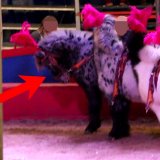 Gewalt gegen Tiere: Circus Belly fällt im Tierschutz durch