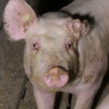 Erfolgreiche Fahrrad-Tour zu steirischen Tierfabriken!