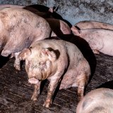 Aktion: VGT lädt vor Ministerrat Regierung ein, Film zum Vollspaltenboden anzusehen