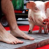 Einladung: 24 Stunden auf Vollspaltenboden aus Beton