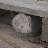 Polen und Tschechien beschließen große Tierschutzfortschritte – Österreich schläft