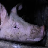 Landwirtschaftsministerium beantwortet Protest Vollspaltenboden: Förderung, kein Verbot
