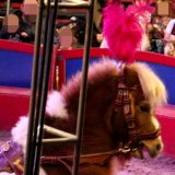 Einladung: Heute Protest gegen Zirkus Belly