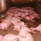 VGT appelliert an Tierschutzminister Anschober: Stroh im Liegebereich für Schweine!