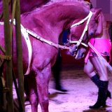 Stellungnahme zum Zirkus Belly