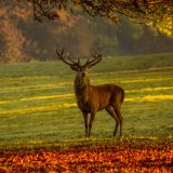 VGT zu Aussendung Jagd Österreich: die Jägerschaft bedroht Wildtierarten, schützt nicht
