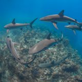 Einladung: Aktion „Stop Finning – Handel mit Haifischflossen beenden!“ am Stephansplatz