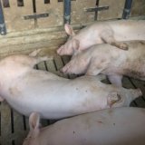 Einladung: Protest vor der Hofmetzgerei „Fuchserei“ in Grödig