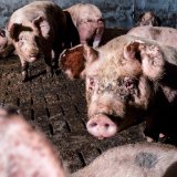 Vollspaltenboden: Landwirtschaftsministerin verbreitet weiterhin Lügenmärchen zur Putenmast