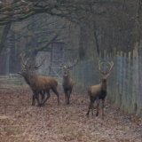 Treibjagd im Jagdgatter Strem, Bezirk Güssing: über 100 Schüsse auf Tiere!