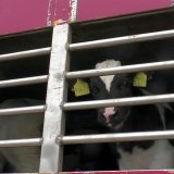 Teilerfolg für VGT in der Causa Kälbertransporte: EU prüft Vertragsverletzungsverfahren gegen Österreich