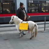 Zirkuspony zum Betteln missbraucht; rohe Gewalt am Tier gefilmt