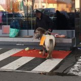 Zirkus-Pony bettelt jetzt in Vösendorf