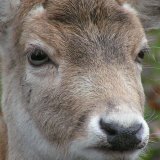 LR Schneemann lügt erneut: Türen für konstruktiven Austausch mit Tierschutz nie offen