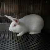 Retroprojekt Himberg: 30 Mio Euro für noch mehr Tierversuche