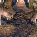 Burgenland: heute droht der Skandal – die Aufhebung des Gatterjagdverbots – wirklich zu werden!