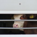 Gipfeltreffen Tiertransporte: NGOs wenden sich mit offenem Brief an Landwirtschaftsministerin Köstinger und Tierschutzminister Anschober