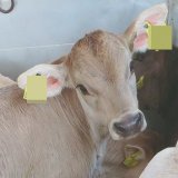TierSCHUTZgipfel – nicht TierWOHLgipfel