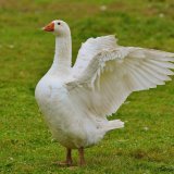Umfrage vor Weihnachten: Woher kommt die Gans?