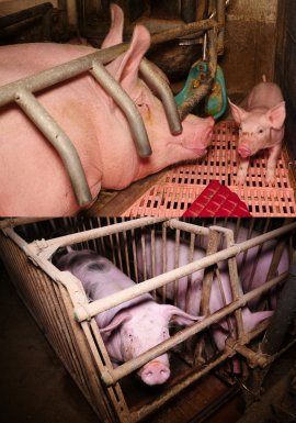 Schweinezucht