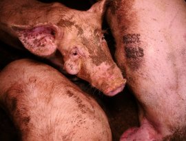 Schweinemast