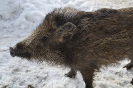 Wildschwein